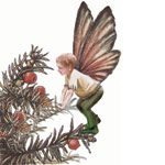 moyo, karneciki, ja�owiec